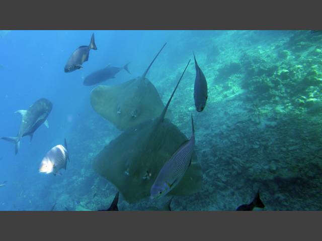 Jenkins Stechrochen - Jenkin's whipray - Himantura jenkinsi