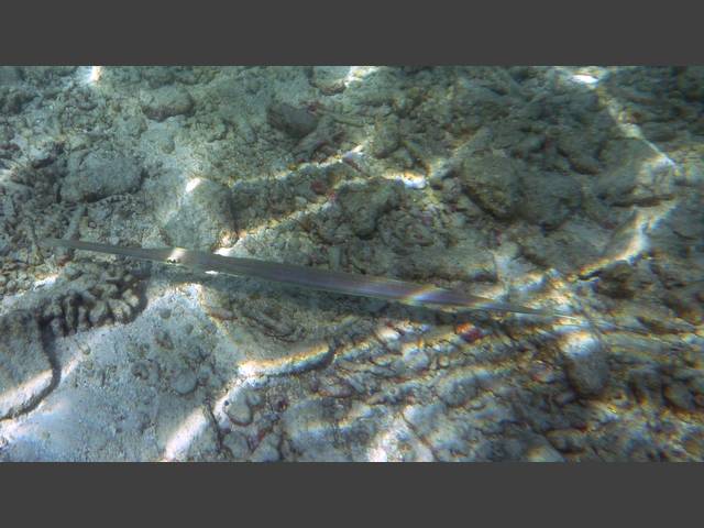 Flötenfisch - Bluespotted cornetfish - Fistularia commersonii