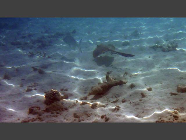 Federschwanz-Stechrochen - Cowtail ray - Pastinachus sephen