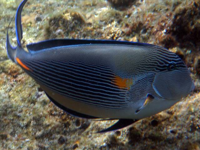 Arabischer Doktorfisch - Acanthurus sohal