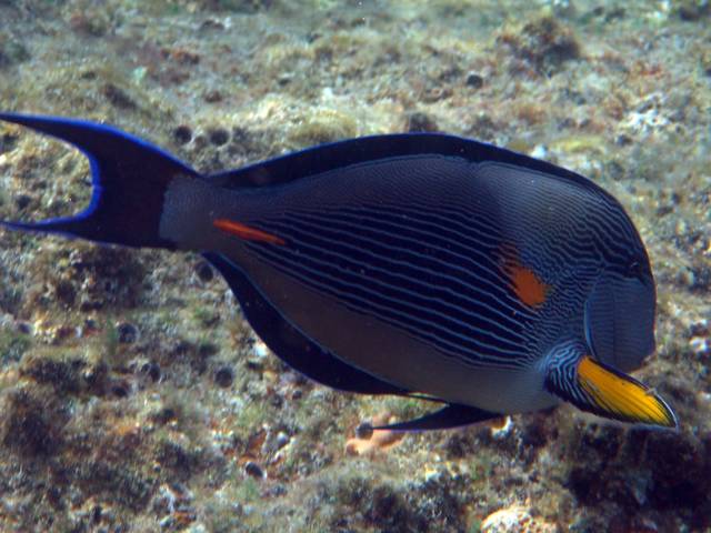 Arabischer Doktorfisch - Acanthurus sohal