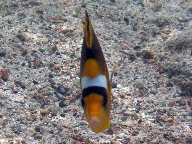 Tabak-Falterfisch - Chaetodon fasciatus