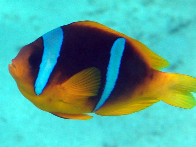 Rotmeer-Anemonenfisch - Amphiprion bicinctus