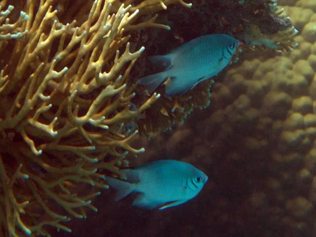 Blaugrüner Chromis - Chromis viridis