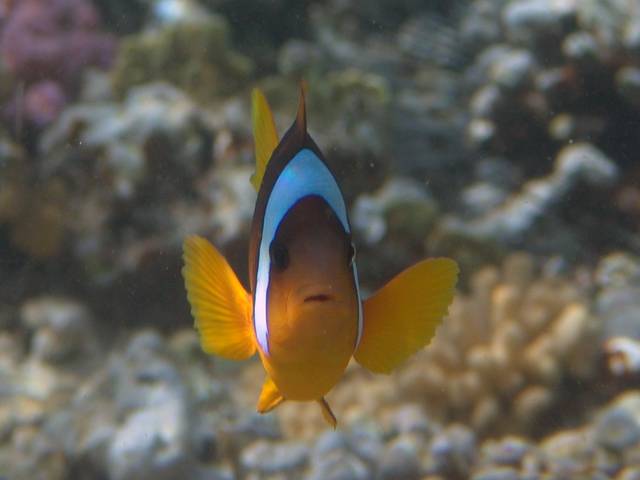 Rotmeer-Anemonenfisch - Amphiprion bicinctus