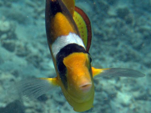 Tabak-Falterfisch - Chaetodon fasciatus 