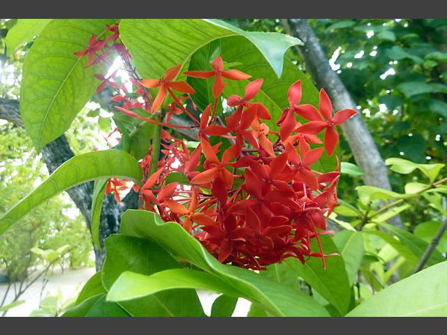 Schöne Blumen auf der Insel