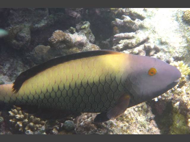 Masken-Papageifisch - Cetoscarus bicolor