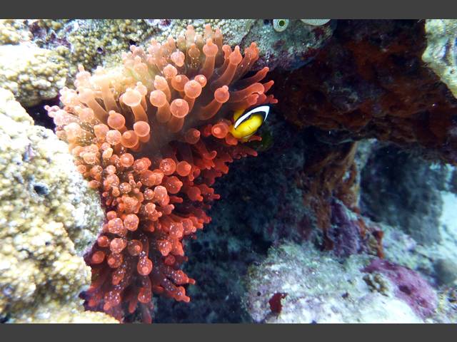 Clarks Anemonenfisch - Amphiprion clarkii