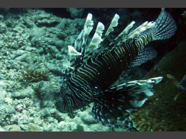 Indischer Rotfeuerfisch - Pterois miles