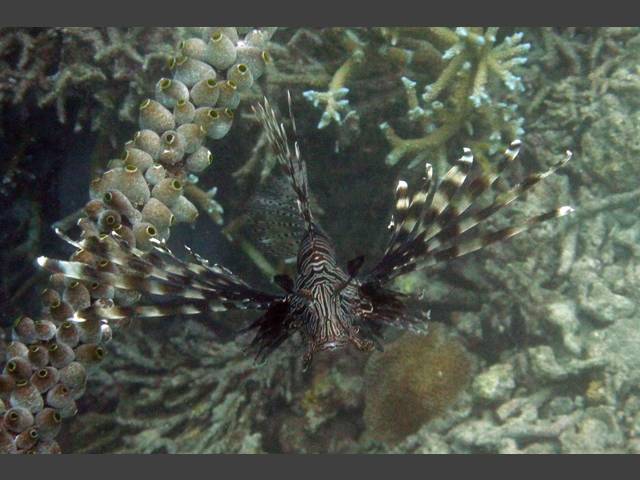 Indischer Rotfeuerfisch - Pterois miles