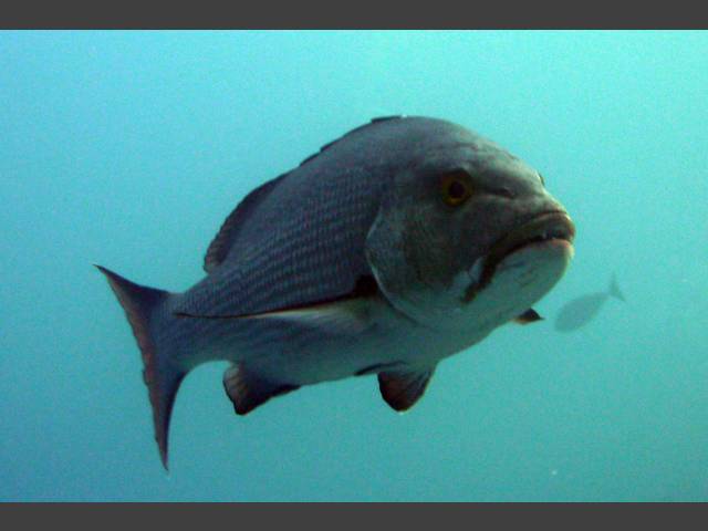 Gelbflossen-Straßenkehrer -  Lethrinus crocineus