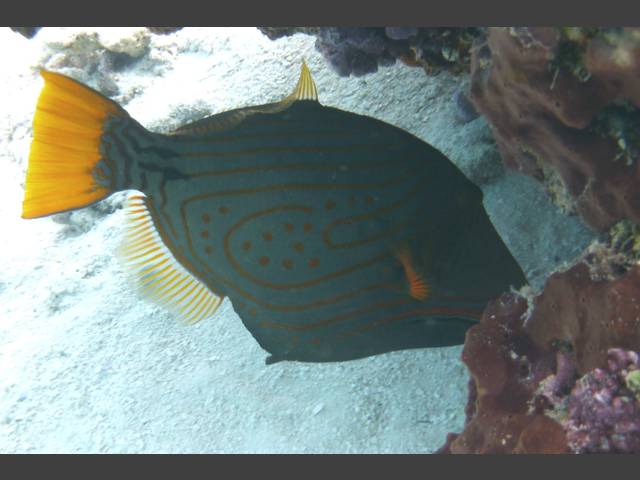 Orangestreifen-Drückerfisch - Balistapus undulatus