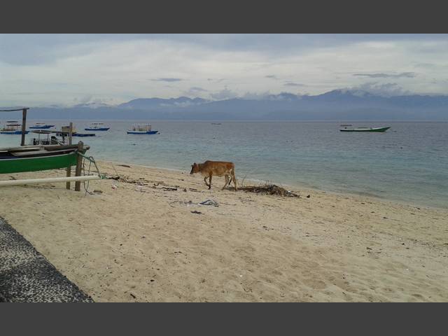 Regelmäßiger Besuch am Strand