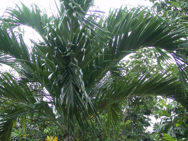 Palme im Hotelgarten bei Regen