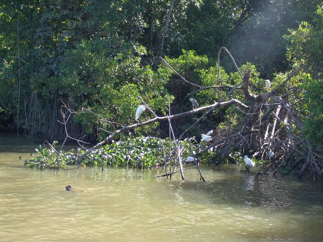 Mangroven bei Black River