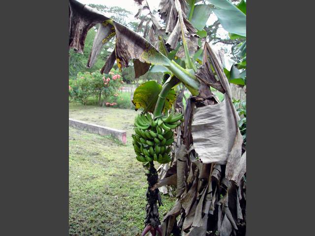 Frische Bananen bei YS Falls