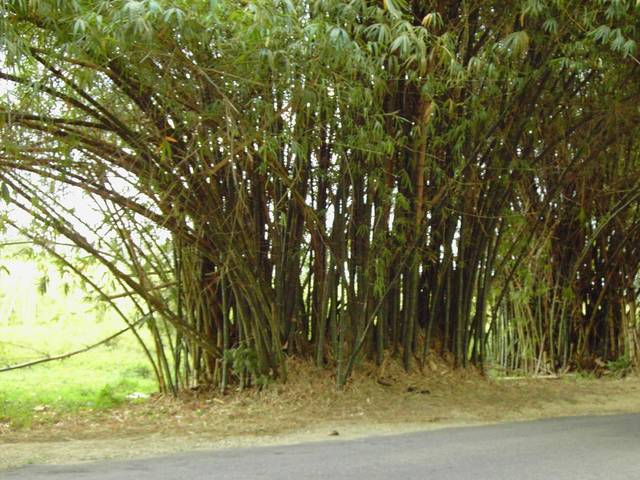 Bamboo Avenue