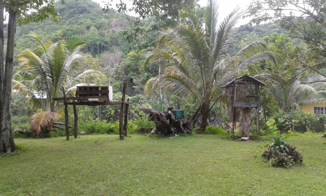 Wunderschöner Garten eines Rastafari