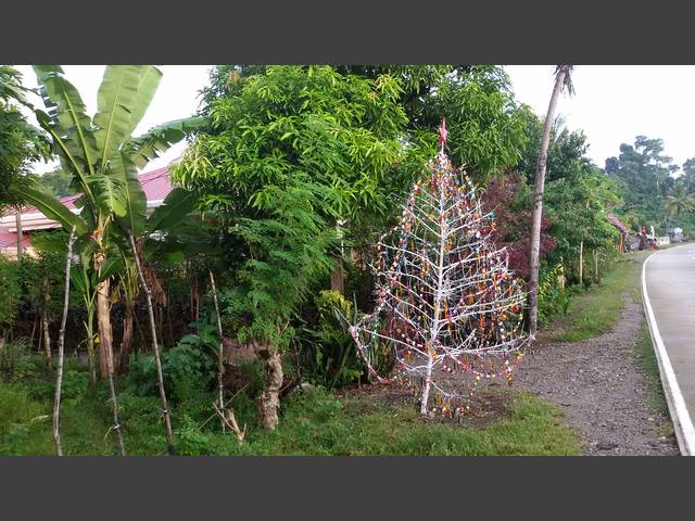 Weihnachtsbaum in Duyong