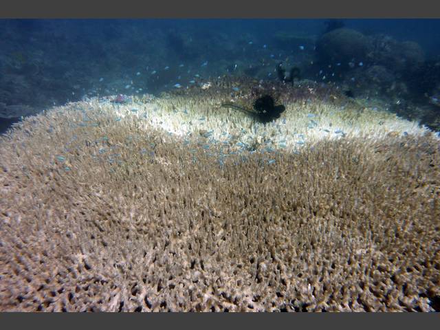 Große Tischkoralle - Acropora spicifera