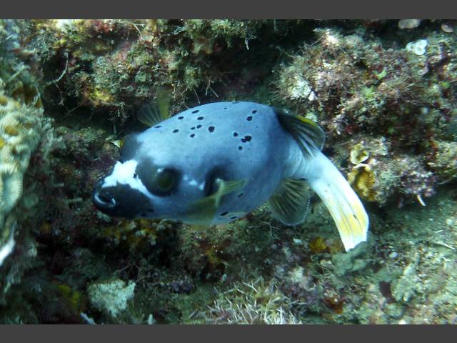 Masken-Kugelfisch - Arothron diadematus