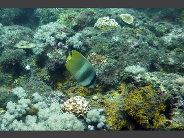 Kleins Falterfisch - Chaetodon kleinii