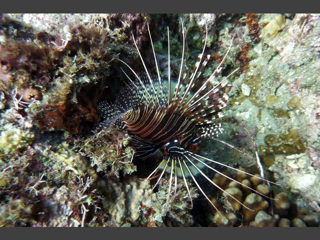 Antennen-Feuerfisch - Pterois antenniata