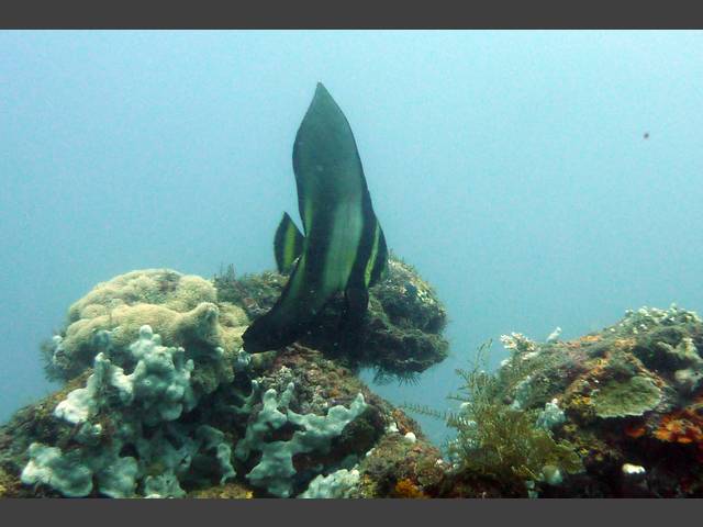 Rotsaum-Fledermausfisch - Platax Pinnatus