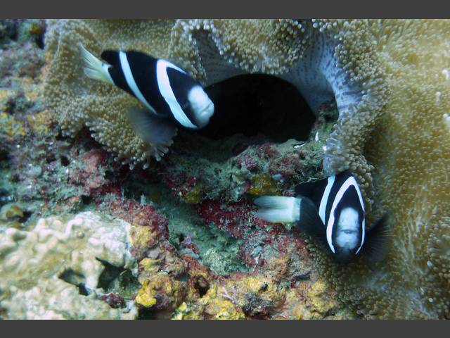 Clarks Anemonenfisch - Amphiprion clarkii