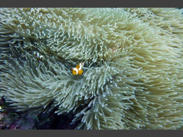 Orange-Ringel-Anemonenfisch - Amphirion ocellaris