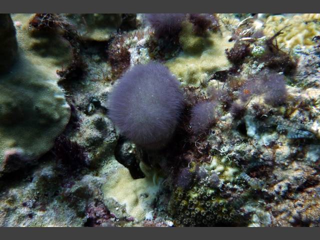 Seeanemone sp.