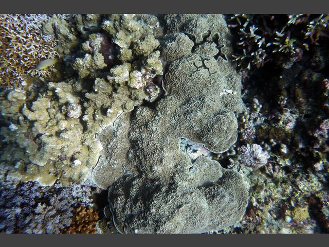 Weichkorallen - Soft corals