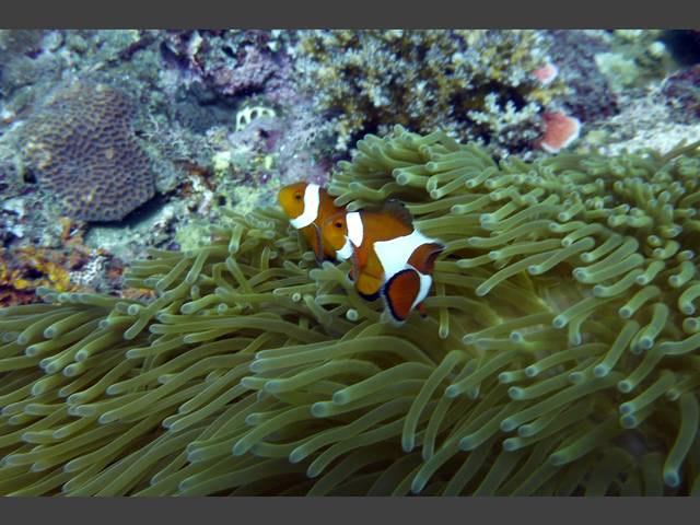 Orange-Ringel-Anemonenfisch - Amphirion ocellaris