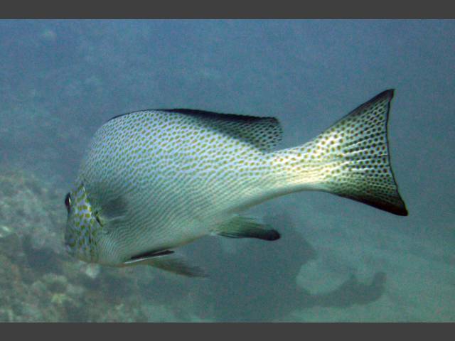 Orangentupfen-Süßlippe - Plectorhinchus flavomaculatus