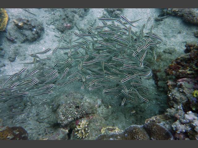 Gestreifter Korallenwels - Plotosus lineatus