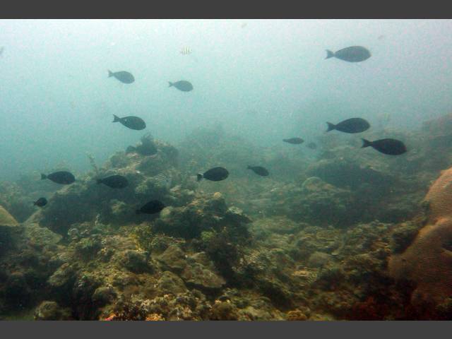 Ringschwanz-Doktorfisch - Acanthurus blochii