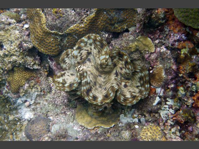 Riesenmuschel - Tridacna aquamosa