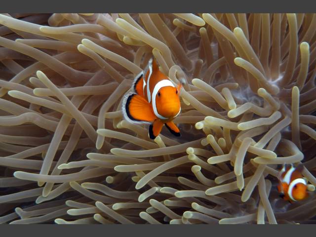 Orangeringel-Anemonenfisch - Amphirion ocellaris