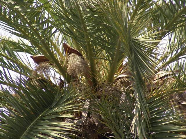 Palme in Grosseto