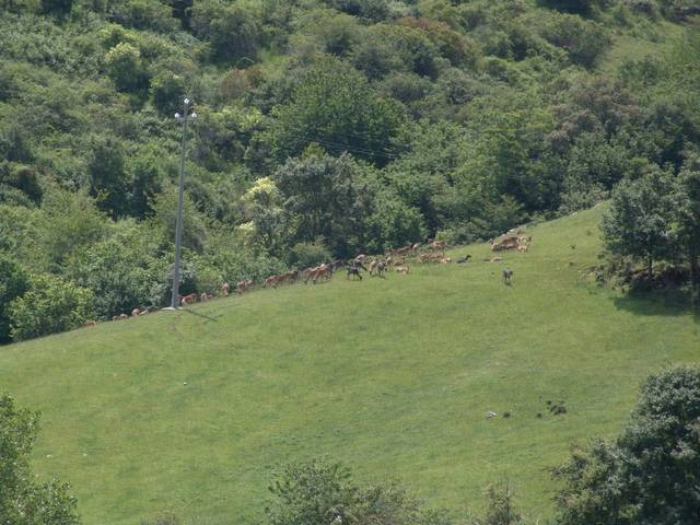 Parco faunistico di Monte Amiata