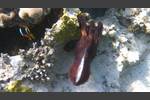 Roter Krake - Octopus cyaneus