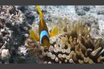 Rotmeer-Anemonenfisch - Amphiprion bicinctus