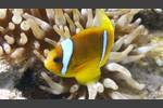 Rotmeer-Anemonenfisch - Amphiprion bicinctus