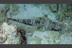Teppich-Krokodilfisch - Papilloculiceps longiceps