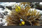 Rotmeer-Anemonenfisch - Amphiprion bicinctus