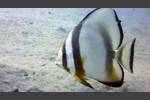 Rundkopf-Fledermausfisch - Platax orbicularis