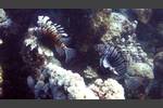 Indischer Rotfeuerfisch - Pterois miles