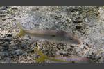 Seitenfleck-Barbe - Yellowstripe Goatfish - Mulloides flavolineatus