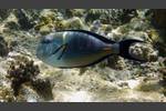 Arabischer Doktorfisch - Arabian Surgeonfish - Acanthurus sohal